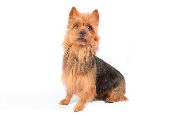 Australian Terrier