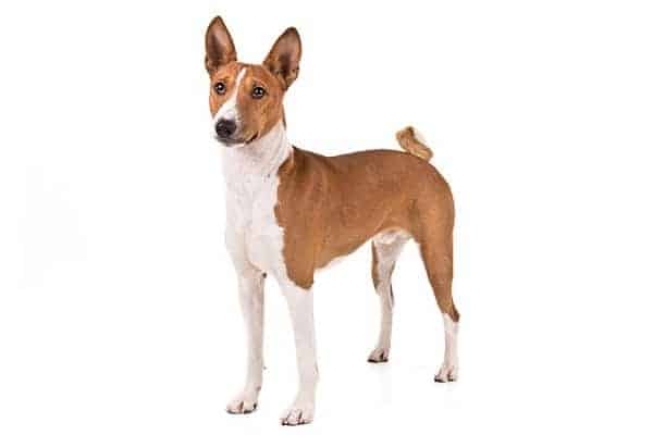 Basenji