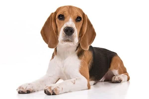 Beagle