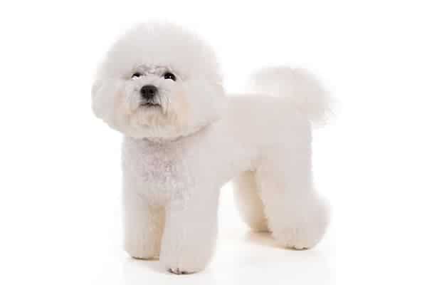 Bichon Frise