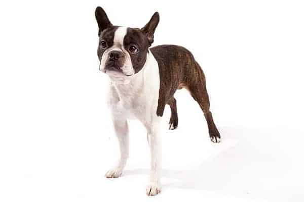 Boston Terrier