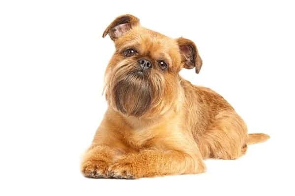 Brussels Griffon