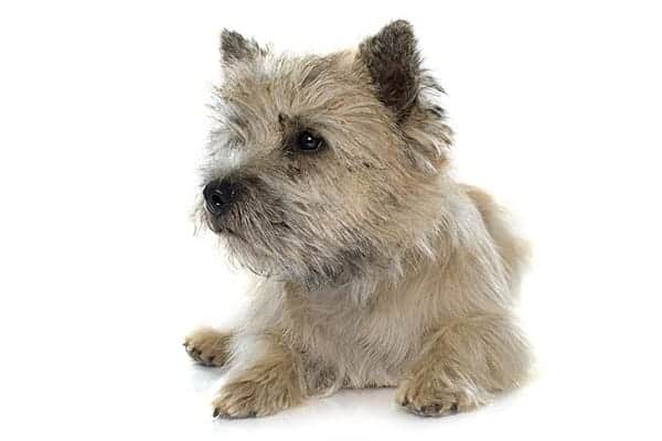 Cairn Terriers