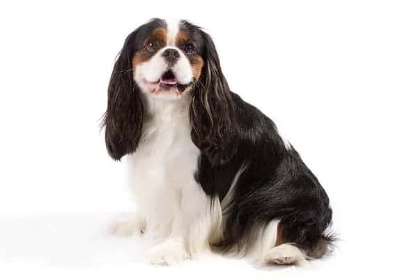 Cavalier King Charles Spaniel