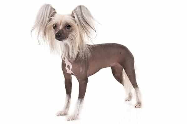 Chinese Crested