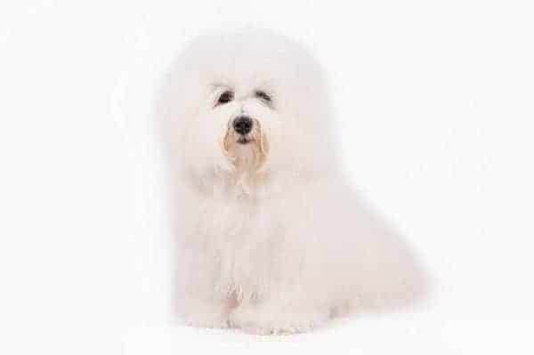 Coton de Tulear