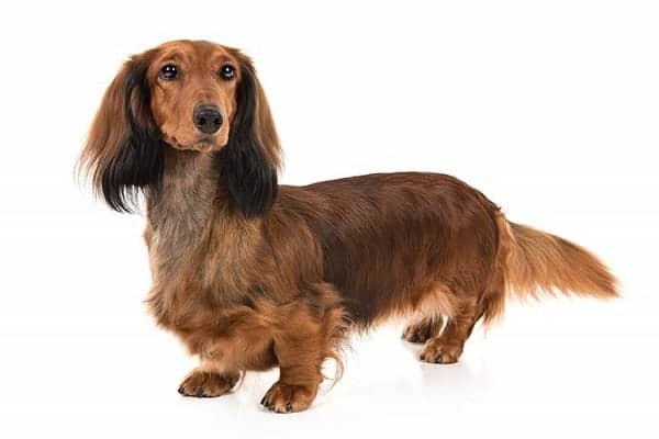 Small Dog Breeds The Ultimate List Of Dog Breeds 2019