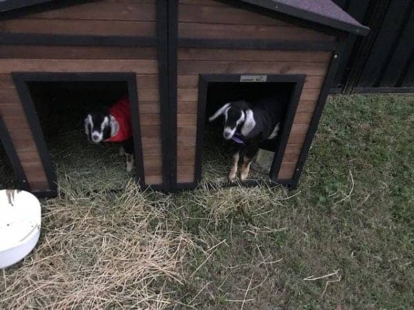 Dog kennels are a popular choice, as these small animals fit easily inside