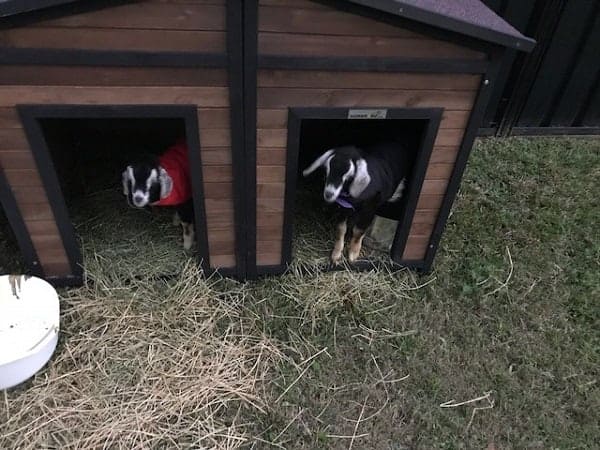 Dog kennels are a popular choice, as these small animals fit easily inside Dog kennels are a popular choice, as these small animals fit easily inside