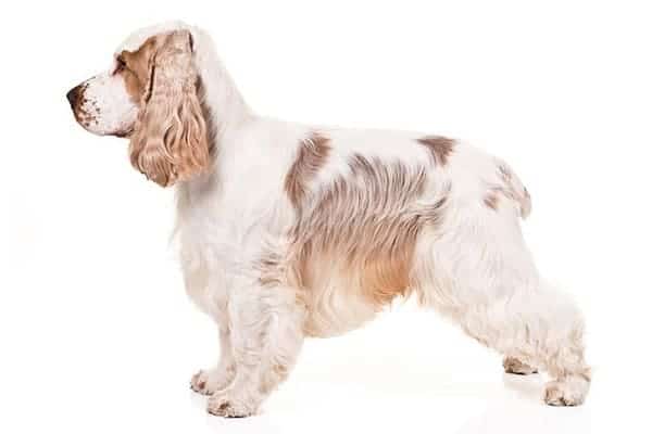 English Cocker Spaniel