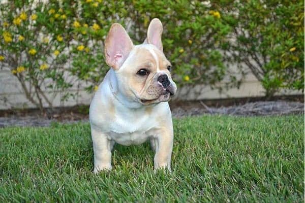 French Bulldog