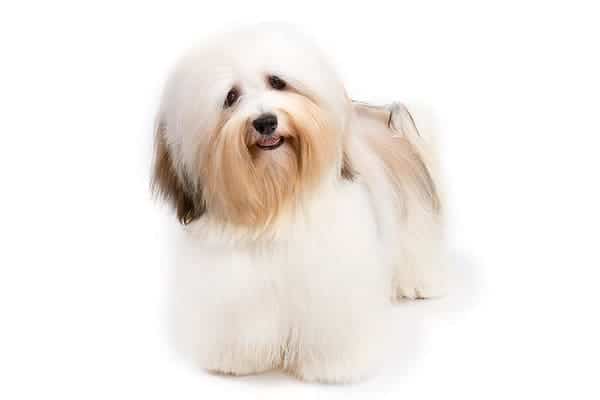 Havanese