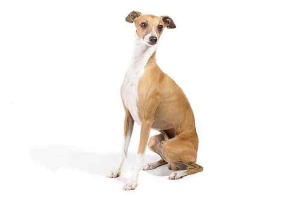 Italian Greyhound