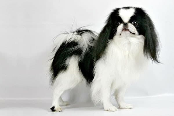 White long hair small dog sale