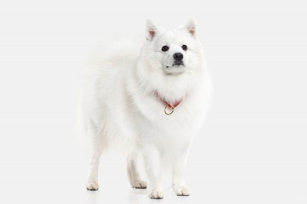 Japanese Spitz