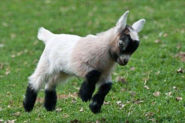 Keeping your Pygmy Goat in the garden