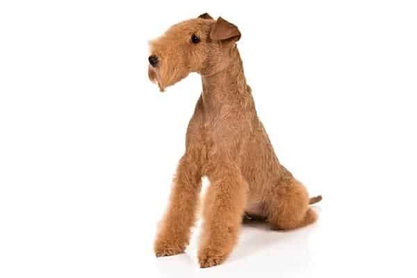 Lakeland Terrier