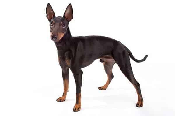 Manchester Terrier Toy