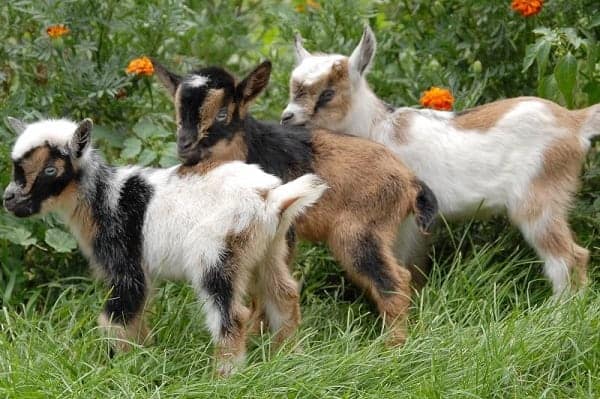 Miniature goat breeds include Pygmy Nigerian Dwarf and the Australian Miniature Goat