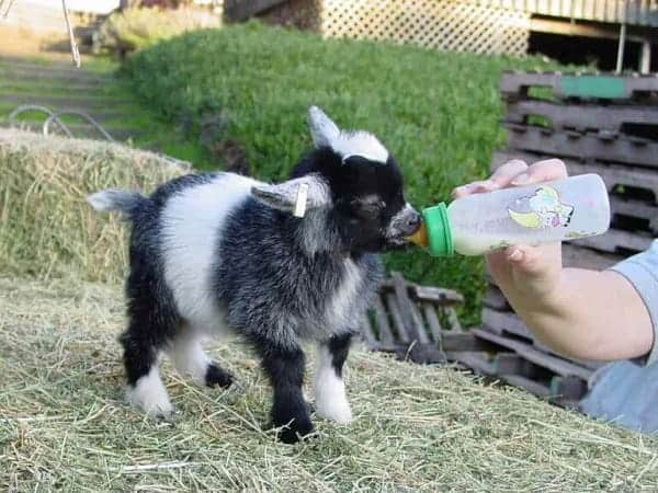 Miniature goats will eat grass weeds tree branches hay grain and pellets