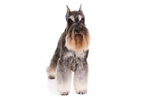 Miniature Schnauzer