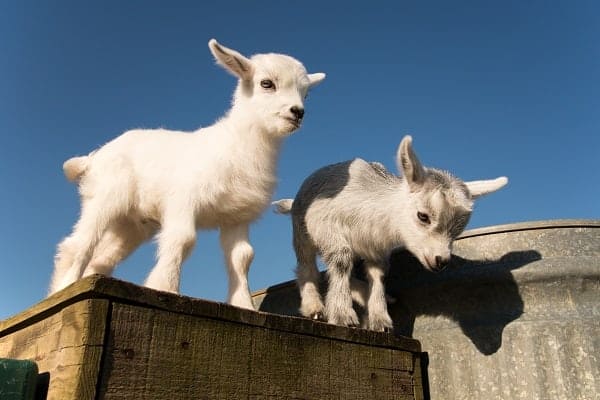 Newborn pygmy goats like to play and rest.