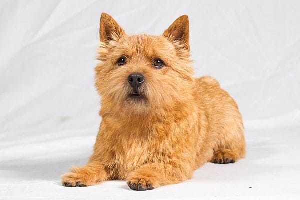 Norwich terrier