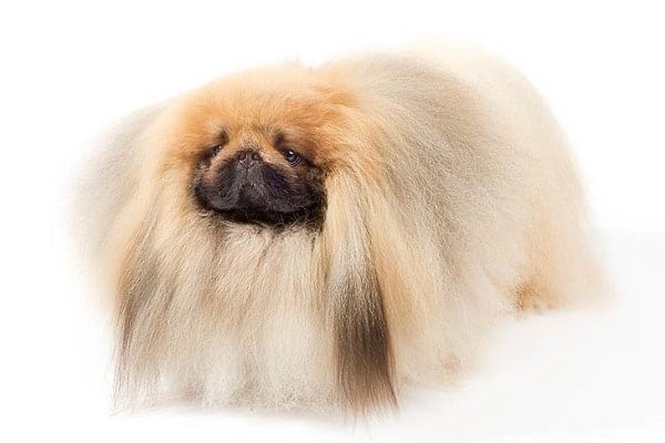 Pekingese