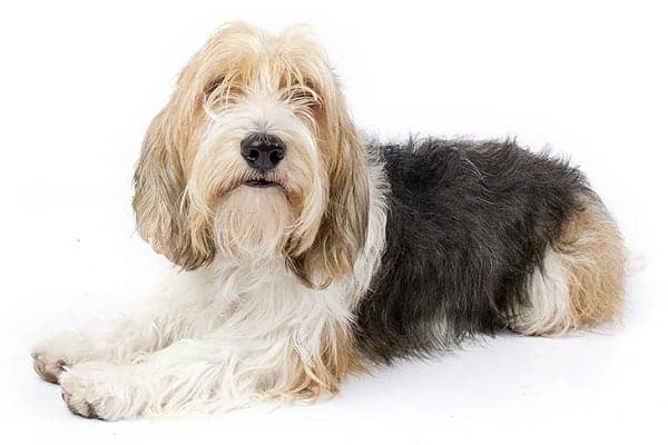 Petit Basset Griffon Vendeen