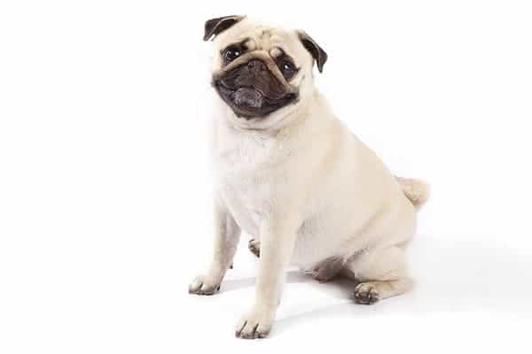 Pug