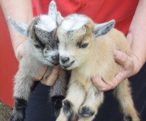 Pygmy goats make great pets for people of all ages