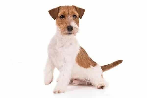 Russell Terrier