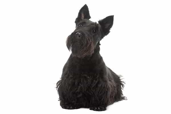 Scottish Terrier