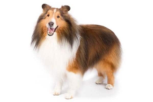 Shetland Sheepdog