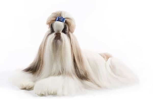 Shih Tzu