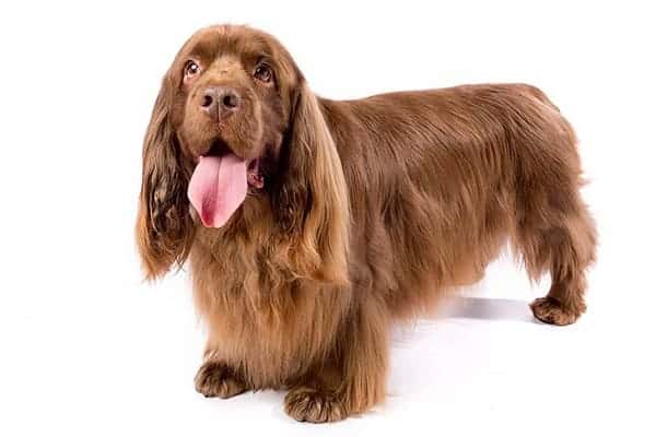 Sussex Spaniel