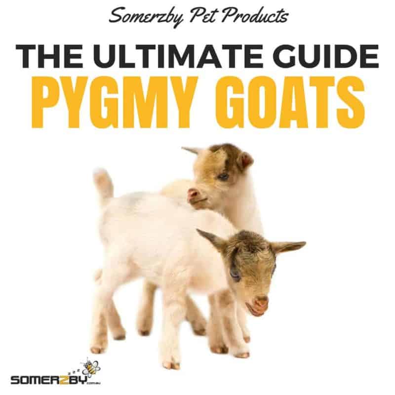 can pygmy goats live with dogs