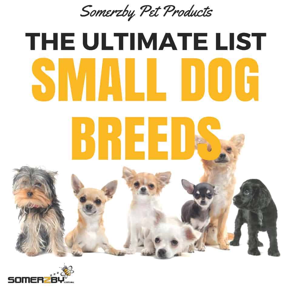 best small dog breed running