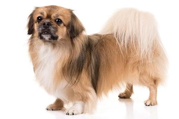 Tibetan spaniel cross best sale maltese