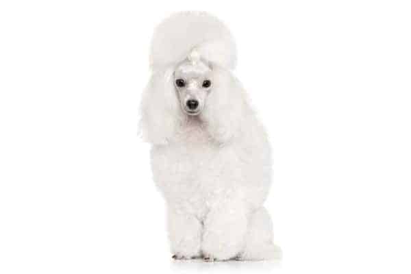 Toy Poodle