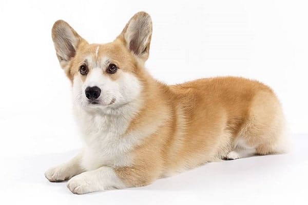 Welsh Corgi