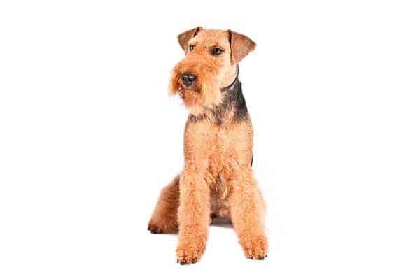 Welsh Terrier