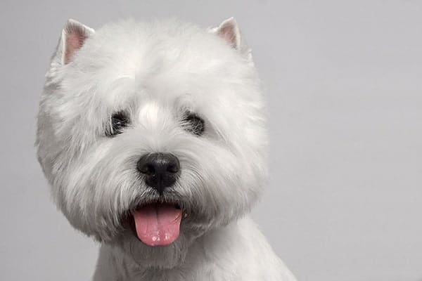 West Highland White Terrier