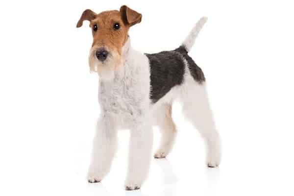 Wire Fox Terrier