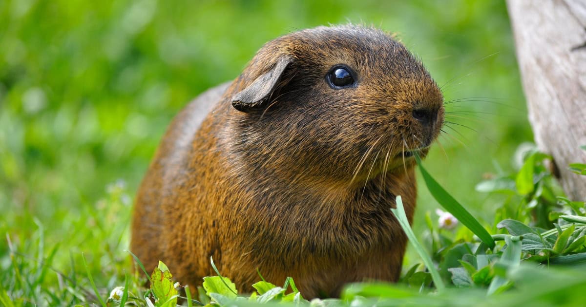 Pet guinea pig outdoors