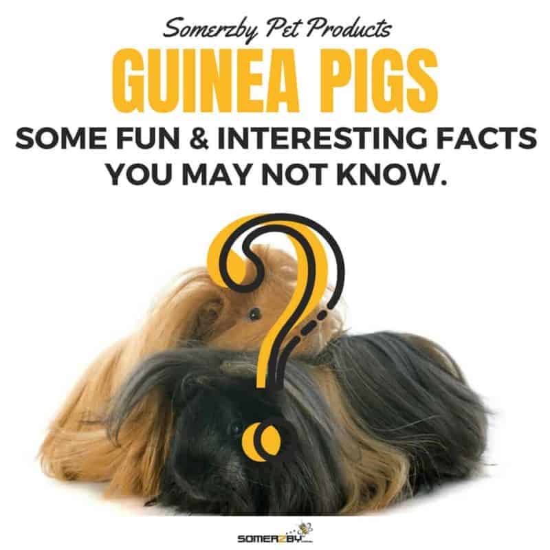 GUINEA PIGS SOME INTERESTING FACTS THAT YOU MAY NOT KNOW ALREADY