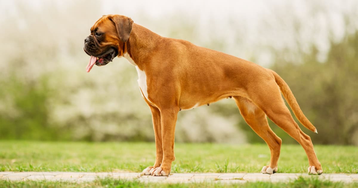 Boxer