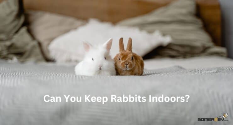 Can You Keep Rabbits Indoors