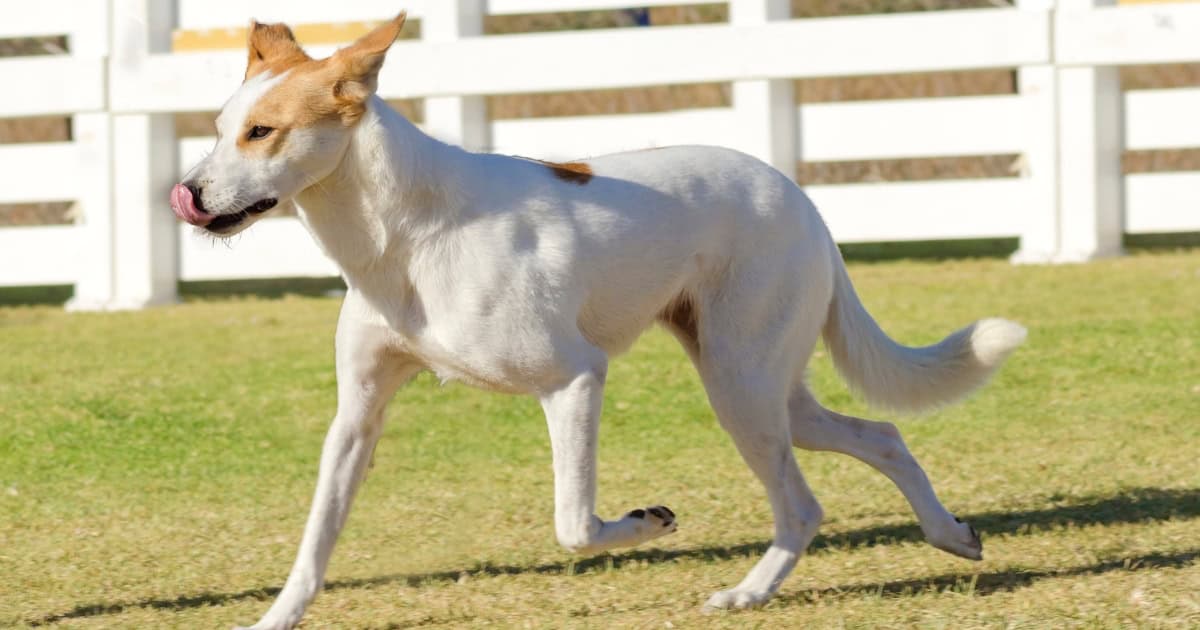 Canaan Dog
