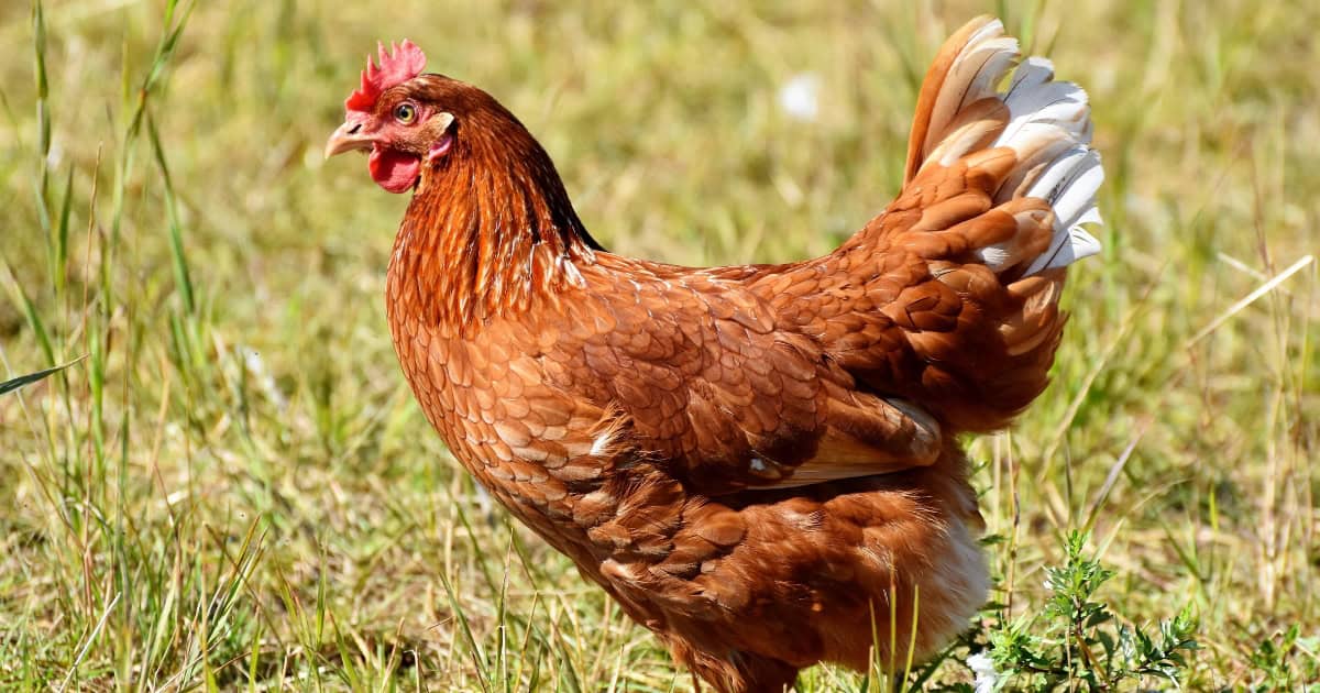 Chickens are Better looking